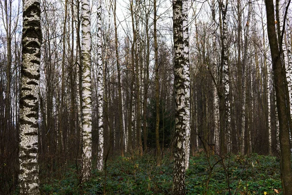 Autumn Trees Forest Slovakia — Stock Photo, Image