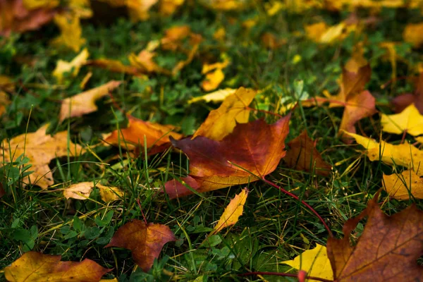 Schöne Bunte Ahornblätter Garten — Stockfoto