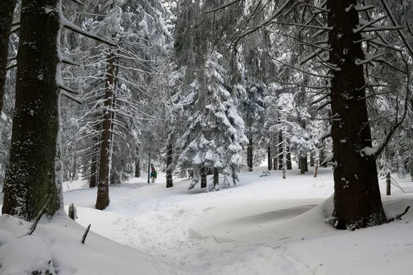 Nature covered in snow during deep winter. Slovakia