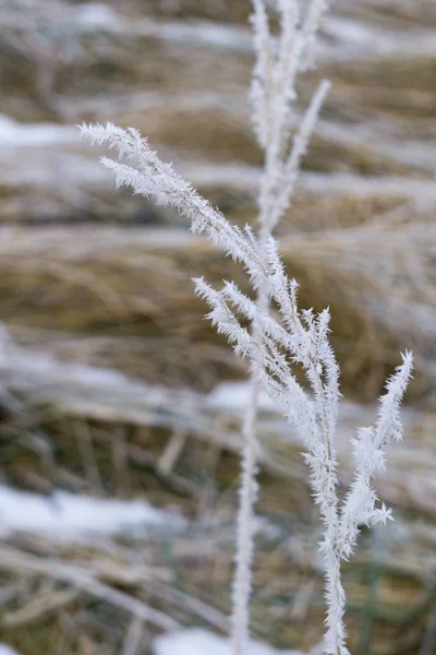 氷に覆われた植物が撃たれた — ストック写真