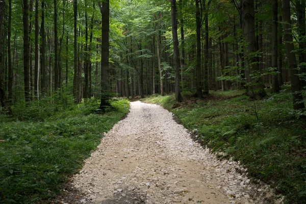 Herbstbäume Wald Slowakei — Stockfoto