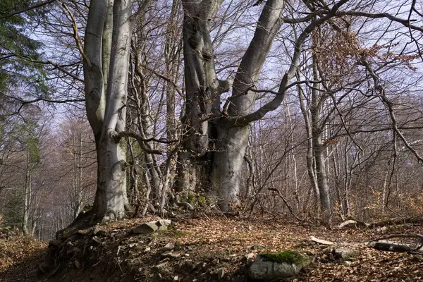 晴れた日に春の森 — ストック写真
