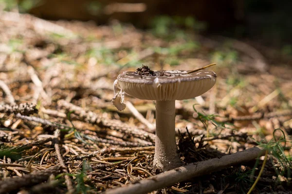 Champignon Arrière Plan Forêt Sur Prairie Slovaquie — Photo