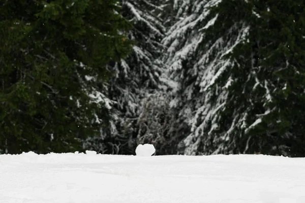 Naturaleza Bajo Nieve Durante Invierno — Foto de Stock