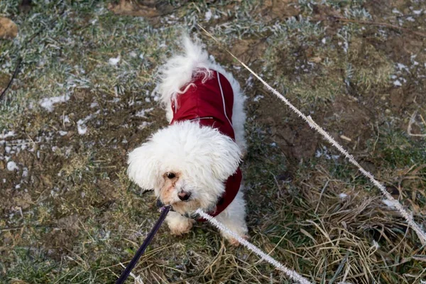 Leuke Witte Hond Buiten Het Park — Stockfoto