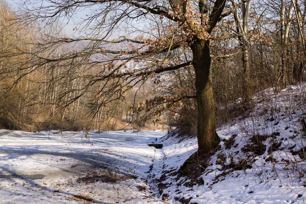 Invierno Bosque Día Disparo —  Fotos de Stock