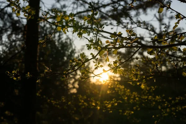 Dagtid Skott Skog Slovakien — Stockfoto