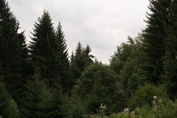 Dzienne Ujęcie Łąki Błękitnym Niebem Zielonymi Drzewami — Zdjęcie stockowe