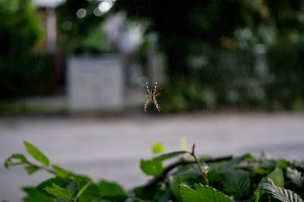 Toile Araignée Sur Fond Gros Plan — Photo