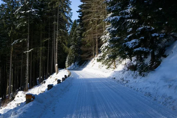 Winterbäume Wald Slowakei — Stockfoto