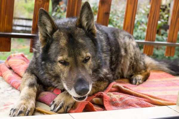 Cão Pastor Alemão Guardar Aeroporto Aeromuseum Eslováquia — Fotografia de Stock