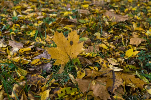 Outono Cor Floresta Dia Tempo Tiro — Fotografia de Stock