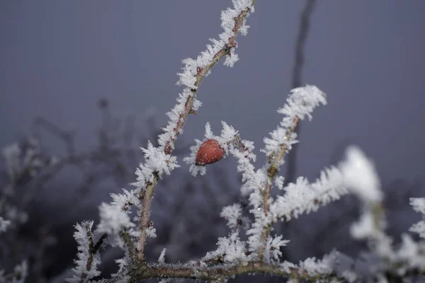 Frozen Plant Snow Winter Slovakia — Stock Photo, Image