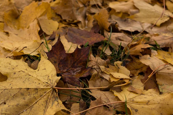 Herbst Farbe Wald Tag Zeit Erschossen — Stockfoto
