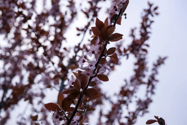 Árvore Primavera Com Flores Rosa — Fotografia de Stock