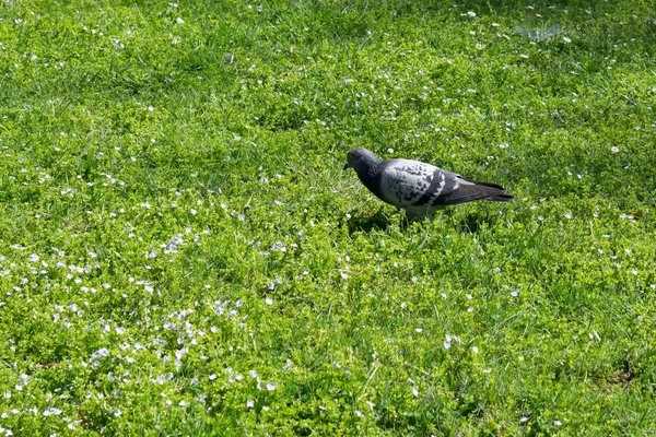 Schöner Vogel Und Grünes Gras Auf Der Wiese Slowakei — Stockfoto