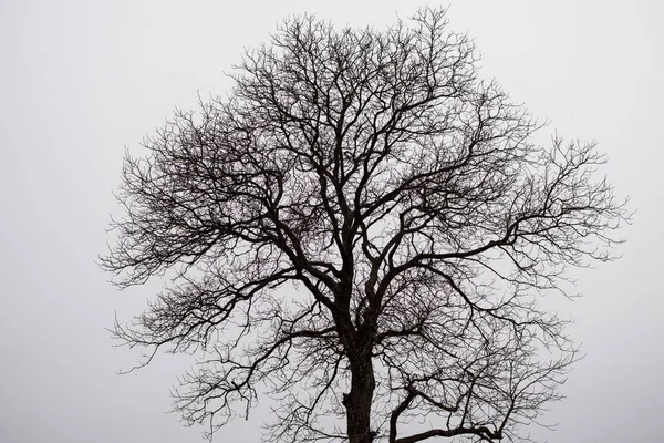 Jour Prise Vue Seul Arbre Sur Prairie — Photo