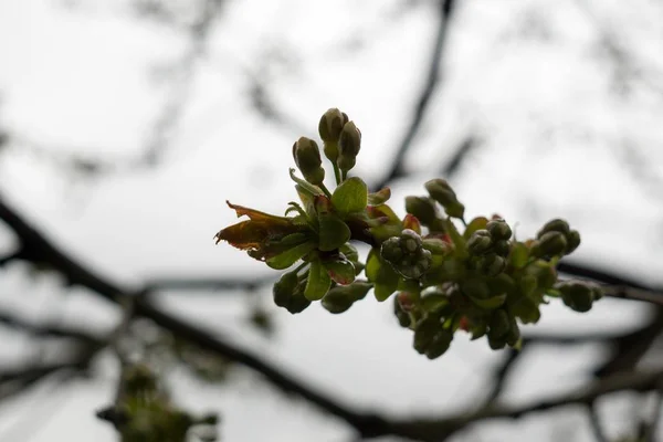 Árvore Florescente Primavera Céu Azul — Fotografia de Stock
