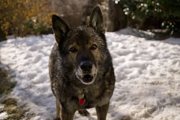 Hond Spelen Winter Tuin Close Schot — Stockfoto