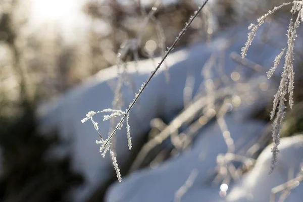 Árvores Inverno Floresta Eslováquia — Fotografia de Stock