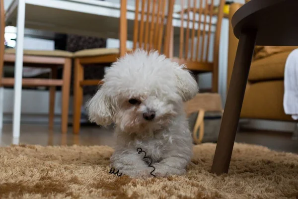 Retrato Perro Pequeño Blanco Casa — Foto de Stock