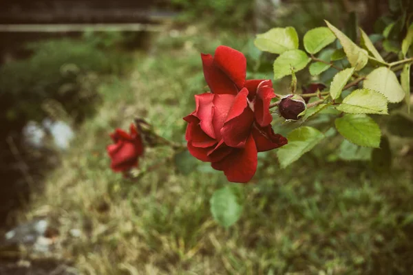 Красивые Розы Словакии Заднем Плане Крупный План — стоковое фото
