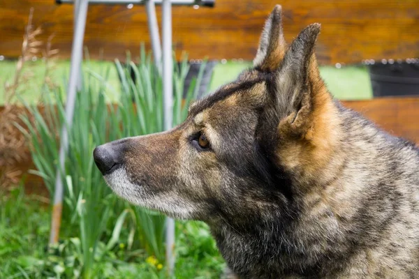 German shepherd dog guarding the airport and aeromuseum. Slovakia