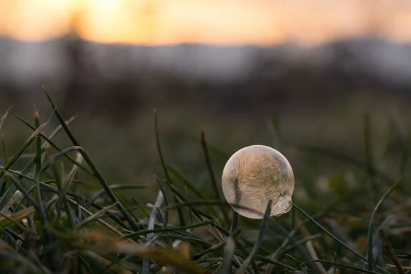 Заморожена Бульбашка Траві Заходом Сонця Фоні — стокове фото