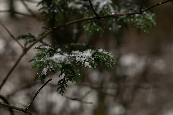 Fryst Växt Med Snö Vintern Slovakien — Stockfoto
