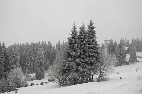 Solnedgång Äng Med Snö Vintern Slovakien — Stockfoto