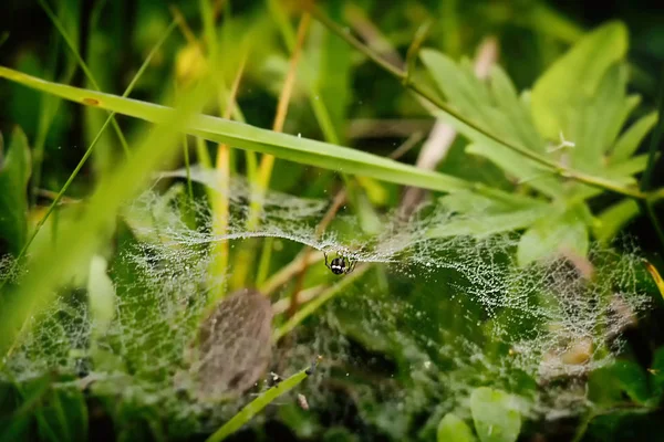 Spinnennetz Auf Grünem Gras — Stockfoto