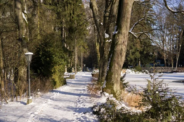 Naturaleza Cubierta Nieve Durante Invierno Profundo Países Bajos —  Fotos de Stock