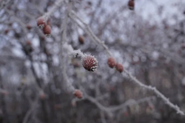 冬の間に雪と冷凍植物 スロバキア — ストック写真