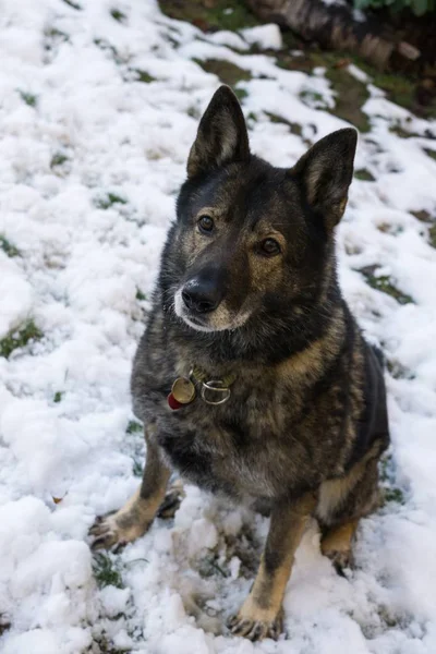 Старая Серая Собака Фоне Снега — стоковое фото
