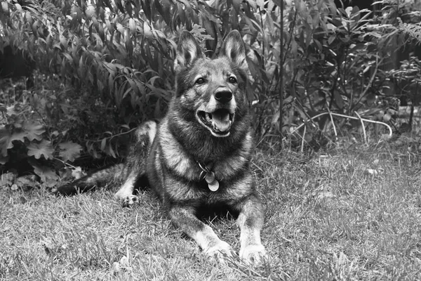 Foto Bianco Nero Del Cane — Foto Stock