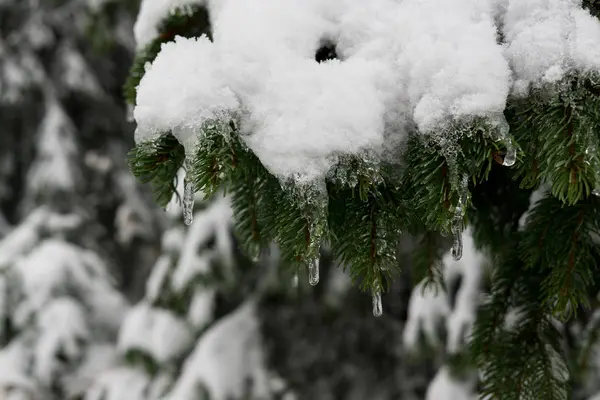 Природа Снегом Зимой — стоковое фото