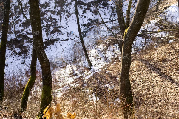 Invierno Bosque Día Disparo —  Fotos de Stock