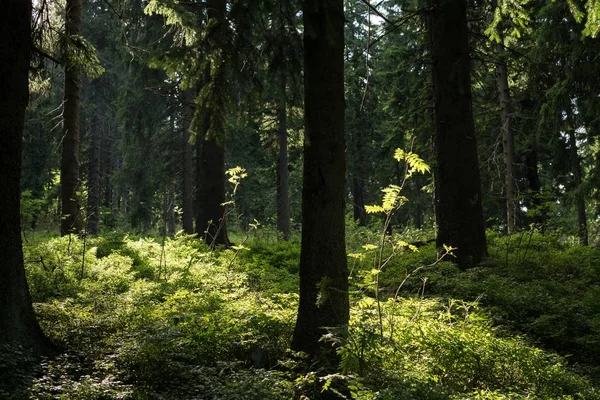 Belle Forêt Avec Des Arbres Sur Fond — Photo