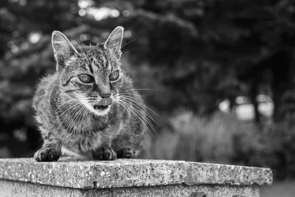 Bahçedeki Yalancı Kedi Yakın Çekim — Stok fotoğraf