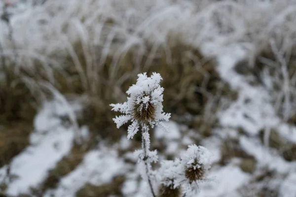 Planta Congelada Com Neve Durante Inverno Eslováquia — Fotografia de Stock