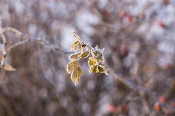 Plante Congelée Avec Neige Hiver Slovaquie — Photo