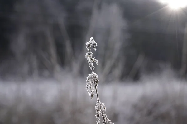 Impianto Congelato Con Neve Durante Inverno Slovacchia — Foto Stock