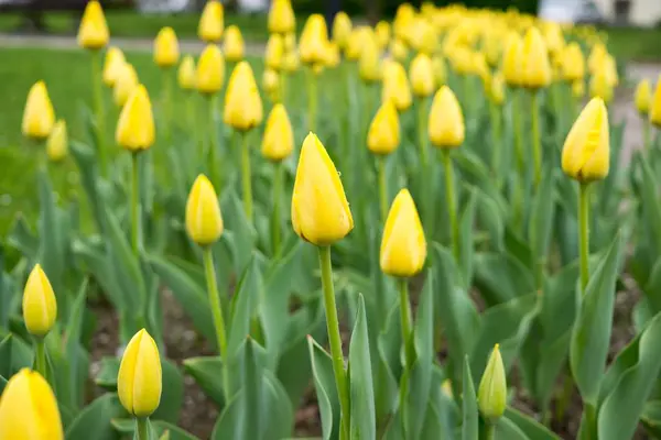 Tulipanes Amarillos Frescos Sobre Fondo Verde — Foto de Stock