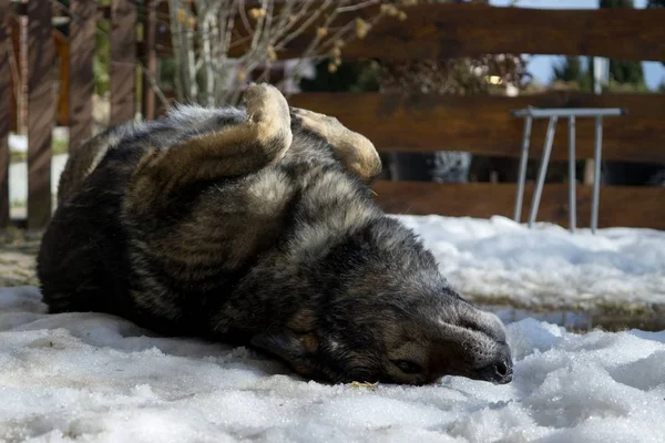 Hond Spelen Winter Tuin Close Schot — Stockfoto