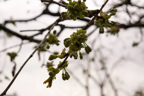 Blommande Träd Våren Och Blå Himmel — Stockfoto