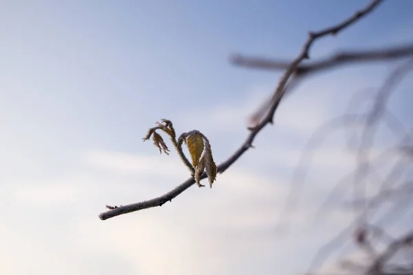 Fryst Växt Med Snö Vintern Slovakien — Stockfoto