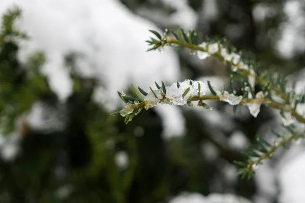 Primo Piano Colpo Rami Albero Inverno — Foto Stock