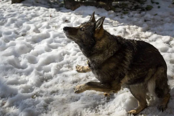 Hond Spelen Winter Tuin Close Schot — Stockfoto