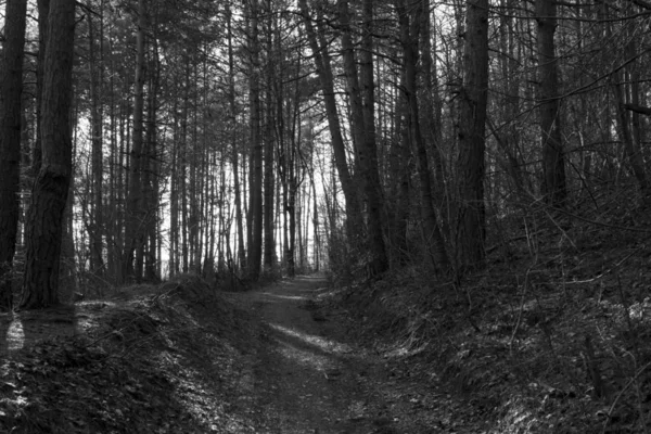 Floresta Outono Colorida Com Árvores Eslováquia — Fotografia de Stock