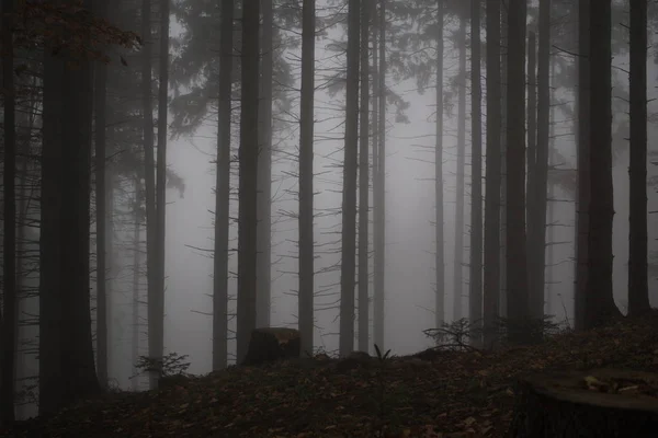 Dagtid Fotografering Dimmig Skog — Stockfoto